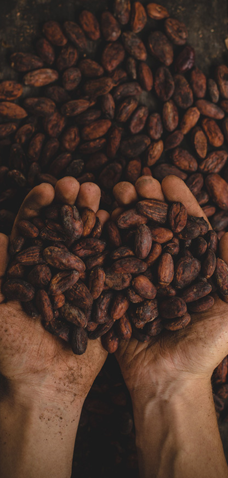 Cocoa Beans Cow Milk