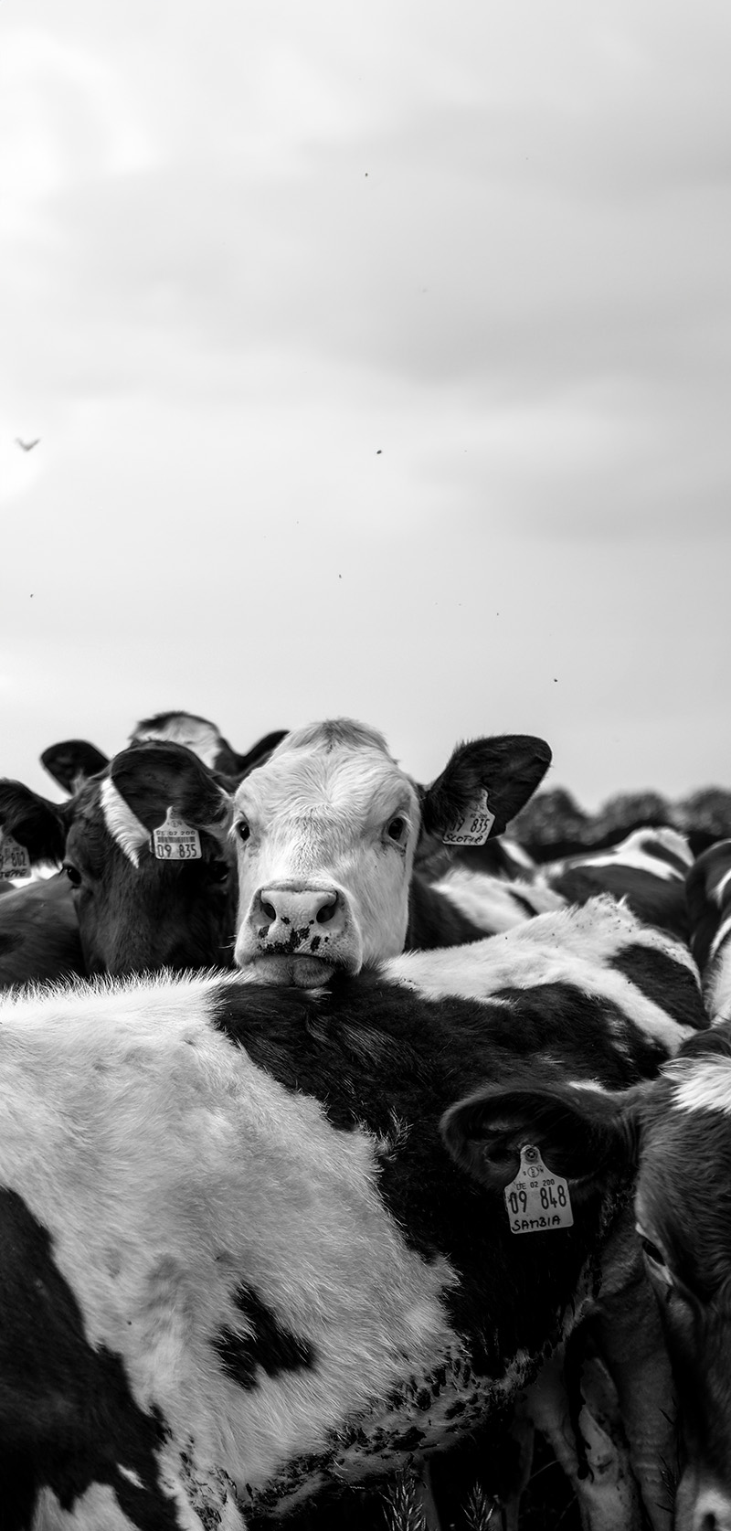 Cow Milk Cow Milk