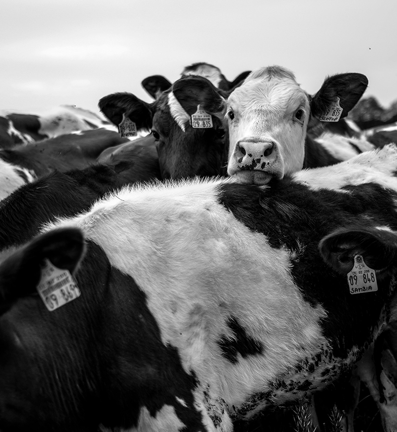 Cows Cows